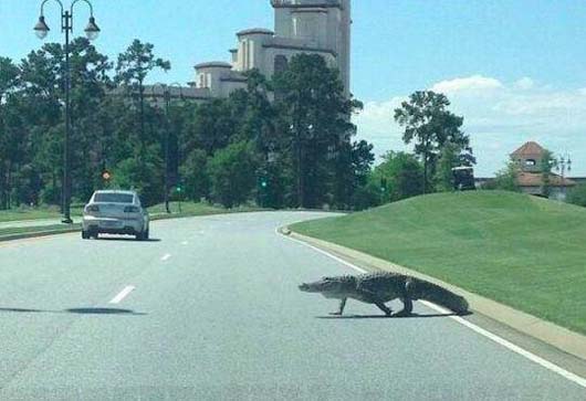 发现一只大鳄鱼正在过马路搞笑图吧gif搞笑图片