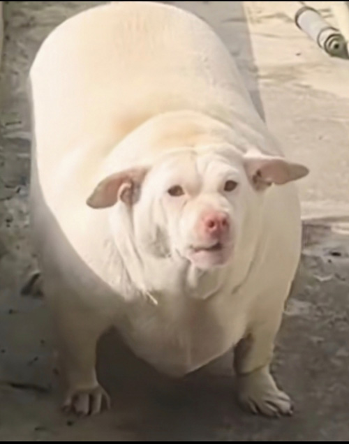 都快养得成了一头大飞猪搞笑图吧gif搞笑图片