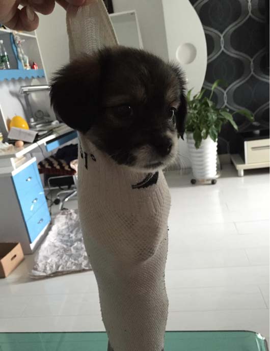 装在袜子里的狗狗，瞧哪可怜样儿搞笑图吧gif搞笑图片