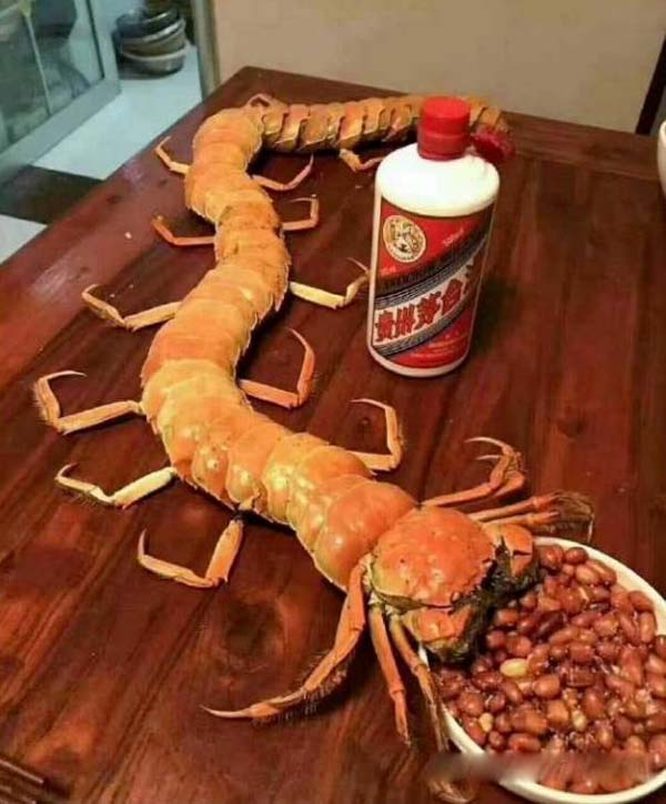 正在吃花生米的大蜈蚣搞笑图吧gif搞笑图片