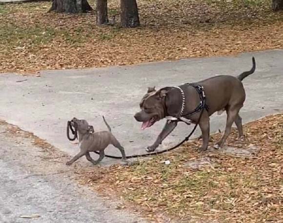 领导者不在乎身材有多庞大搞笑图吧gif搞笑图片