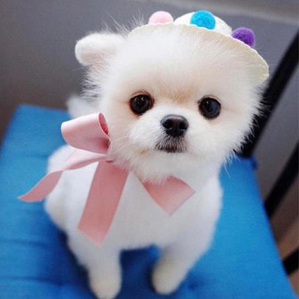 小女生最喜欢的小萌狗搞笑图吧gif搞笑图片