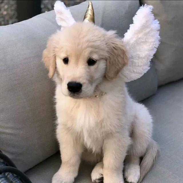 可爱沙雕狗狗图片搞笑图吧gif搞笑图片