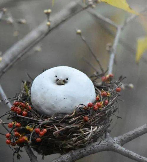 老宅在家里 胖得圆滚滚了搞笑图吧gif搞笑图片