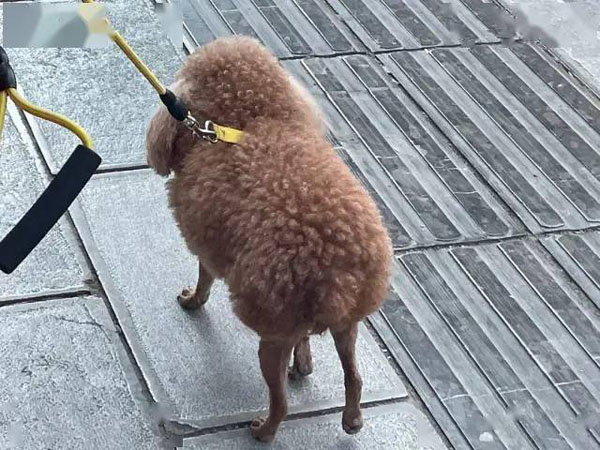 遛小绵羊还是遛小狗狗搞笑图吧gif搞笑图片