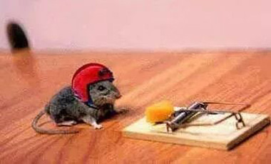 搞笑老鼠 做好防护去偷吃搞笑图吧gif搞笑图片