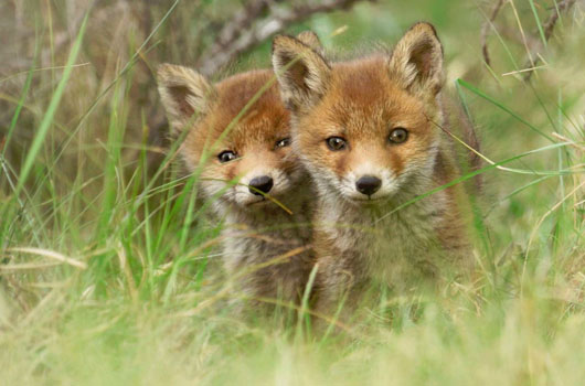 俩只可爱的小动物搞笑图吧gif搞笑图片