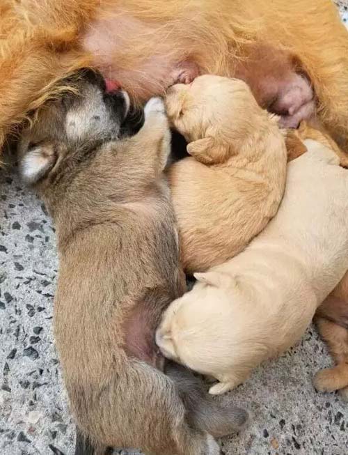 萌汪，你吃奶吃错地方啦！搞笑图吧gif搞笑图片