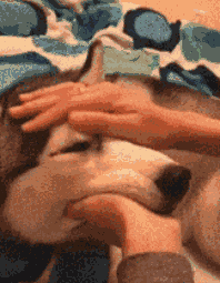 主人，快住手，都快把我摸成一只不正经的汪了搞笑图吧gif搞笑图片