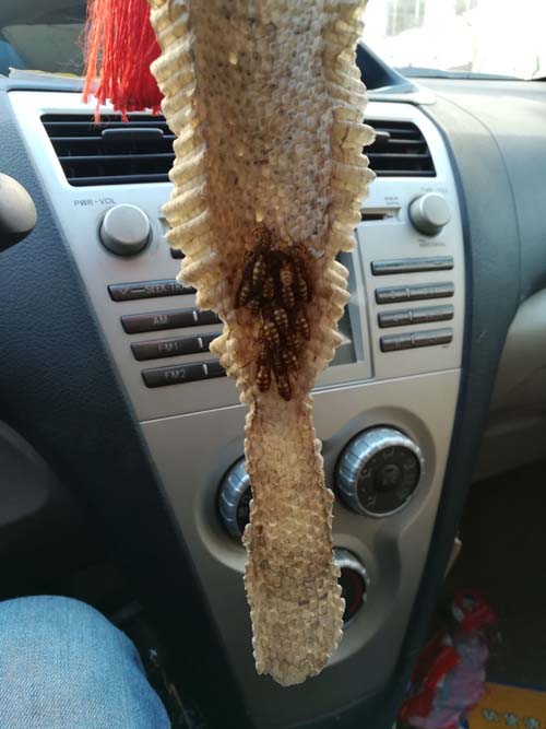 老司机的挂件就是不一样搞笑图吧gif搞笑图片