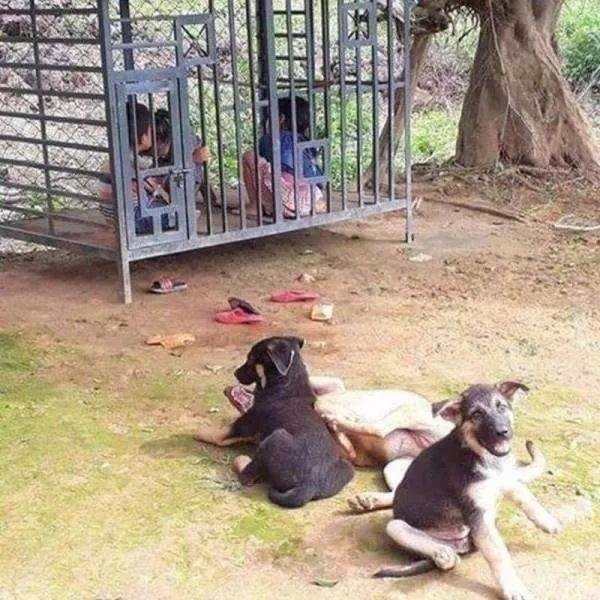 狗狗的地盘已被熊孩子们占领了搞笑图吧gif搞笑图片