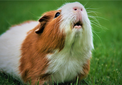 可爱小萌宠仓鼠照片搞笑图吧gif搞笑图片