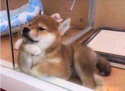 这姿势可爱吧搞笑图吧gif搞笑图片