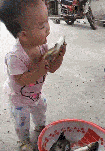 小不点，这是想生吃鱼的节奏啊搞笑图吧gif搞笑图片
