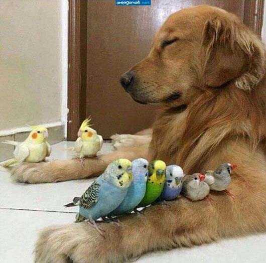 鹦鹉和二汪很和谐相处的样子搞笑图吧gif搞笑图片