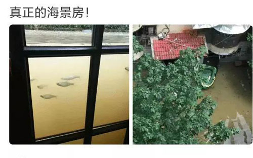 这才是真正的海景房，可在家观赏鱼搞笑图吧gif搞笑图片