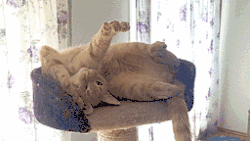 超级可爱的猫咪搞笑动态图片 呆萌可爱的猫咪GIF图搞笑图吧gif搞笑图片