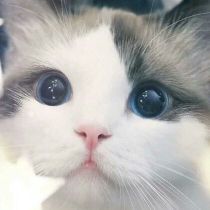 萌宠猫咪图片搞笑图吧gif搞笑图片