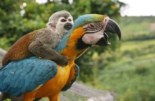 搭俺猴孙一程吧......搞笑图吧gif搞笑图片