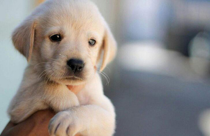 萌萌哒可爱狗狗图片搞笑图吧gif搞笑图片