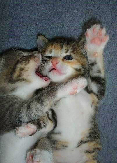 2只超萌超可爱的猫咪搞笑图吧gif搞笑图片