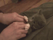 与小猫玩游戏搞笑图吧gif搞笑图片