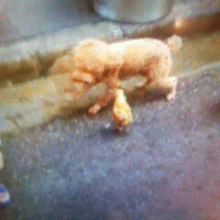 哇哦，一只霸气的小鸡！搞笑图吧gif搞笑图片