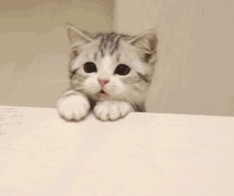 一只可爱的喵咪，喵......搞笑图吧gif搞笑图片