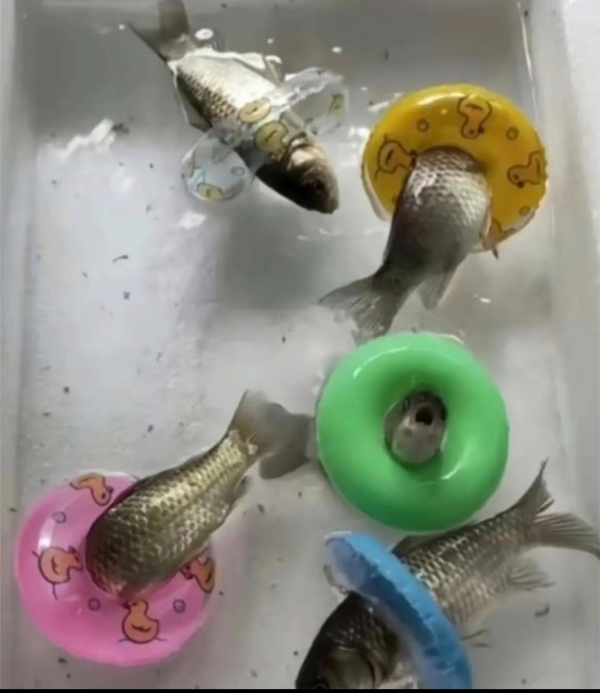 怕鱼不会游泳 给鱼佩上游泳圈搞笑图吧gif搞笑图片