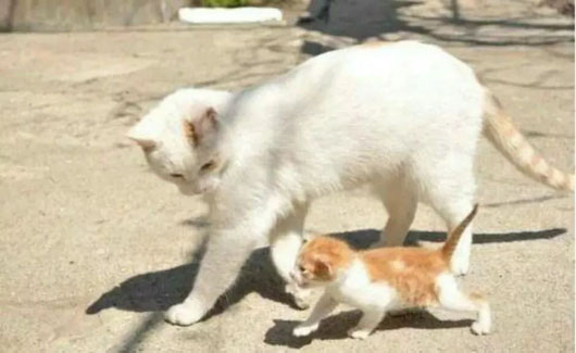 带着喵宝贝一起散步搞笑图吧gif搞笑图片