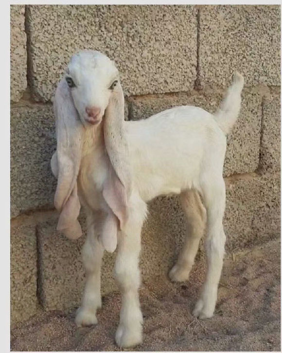 魔法少女山羊搞笑图吧gif搞笑图片