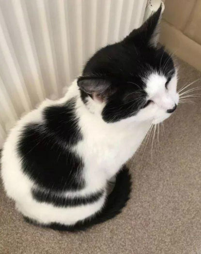 猫咪套猫咪 有趣的猫咪搞笑图吧gif搞笑图片