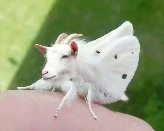 可爱动物PS，小可爱还可以这样变啊搞笑图吧gif搞笑图片