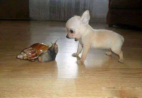 小汪，这货会不会吃我搞笑图吧gif搞笑图片