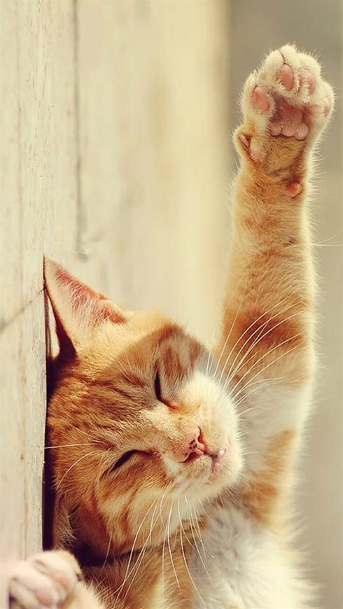 高清猫咪手机壁纸搞笑图吧gif搞笑图片