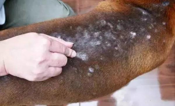 “她”宁愿被几个小伙用烟头烫也不离开...搞笑图吧gif搞笑图片