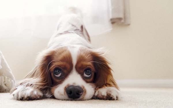 可爱萌宠小狗狗搞笑图吧gif搞笑图片