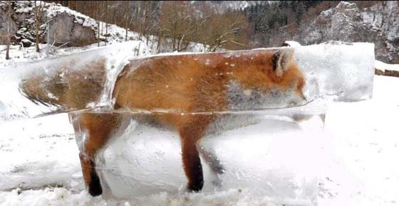 一觉起来就变成了，冰糖狐狸啦搞笑图吧gif搞笑图片