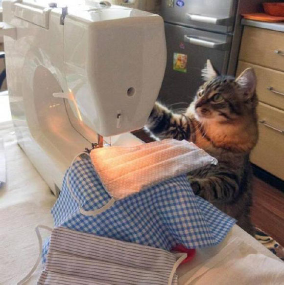 主人，俺是加班工作，今晚得给我小鱼干加餐哒搞笑图吧gif搞笑图片