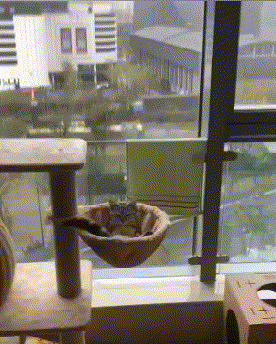 猫咪的享受生活搞笑图吧gif搞笑图片