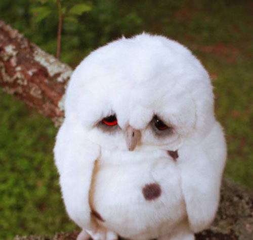 囧囧的表情搞笑图吧gif搞笑图片