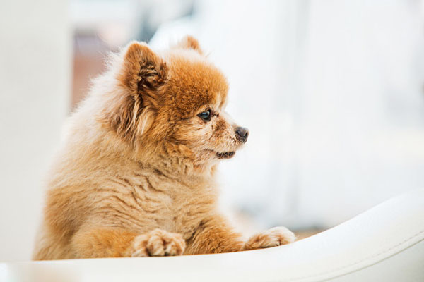 调皮萌宠狗狗搞笑图吧gif搞笑图片