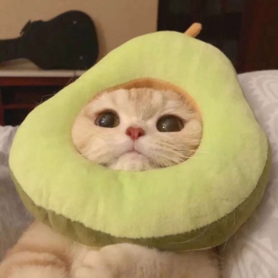 一只可的爱猫咪搞笑图吧gif搞笑图片