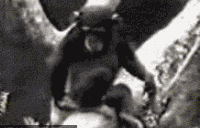 在树上跌落的猴子可爱趣图gif搞笑图片