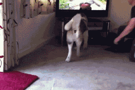 狗狗太激动，想跟电视里的熊决斗可爱趣图gif搞笑图片