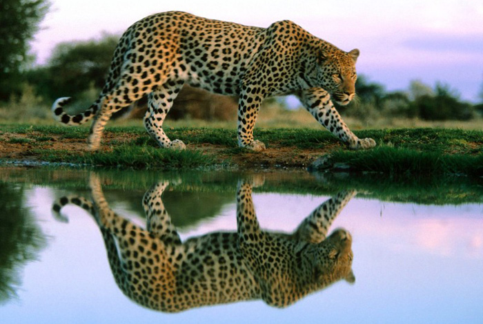 站在水边想抓鱼的花豹可爱趣图gif搞笑图片