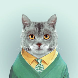 帅气的猫猫证件照可爱趣图gif搞笑图片