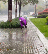 狗狗穿上雨衣出来散个步可爱趣图gif搞笑图片