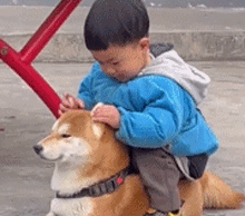 骑在小狗身上扯耳朵可爱趣图gif搞笑图片