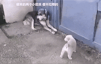 谁他妈的欺负我儿子，赶紧装孙子吧可爱趣图gif搞笑图片